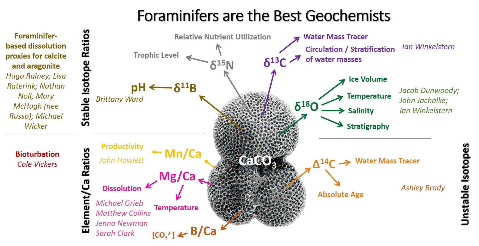 Descriptive Model of a planktonic foraminifer